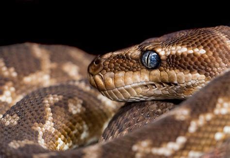 Do Carpet Pythons Make Good Pets? | Blue Dragon Pets