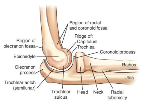 Musculoskeletal: Elbow Flashcards | Quizlet