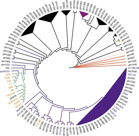 Frontiers | Whole-Genome Analysis of Three Yeast Strains Used for ...