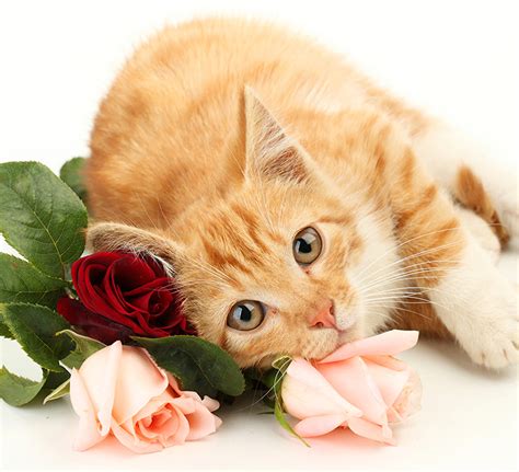 Images Cats Roses Ginger color Animals