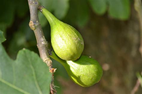 Download free photo of Wild fig,common fig,ficus carica,young fruit,green - from needpix.com