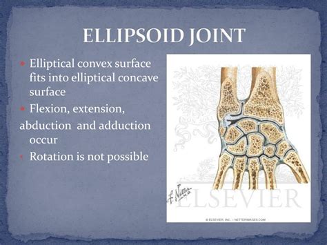 PPT - SYNOVIAL JOINT PowerPoint Presentation, free download - ID:5300719