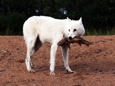 Wolf eating fish | A white wolf does some fishing of his own… | Flickr ...