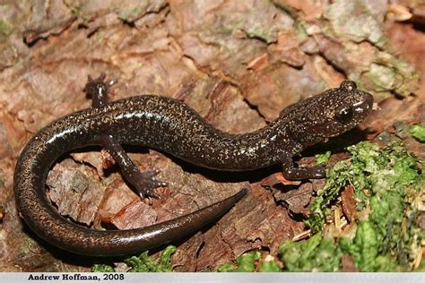 Cheat Mountain salamander - Alchetron, the free social encyclopedia