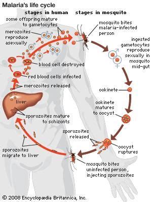 parasitism | Definition & Examples | Britannica.com