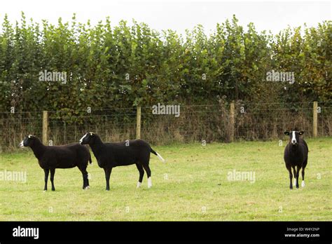 British farm animals hi-res stock photography and images - Alamy