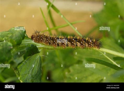 Painted Lady Caterpillar High Resolution Stock Photography and Images - Alamy