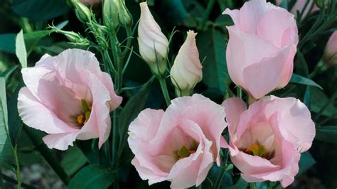 Kristine Egede: White Flowers That Look Like Roses - Maybe you would ...