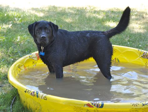 File:Black Labrador Retriever kiddie pool..jpg - Wikimedia Commons