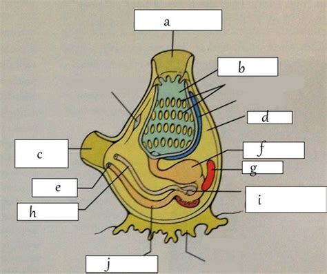 ANATOMY OF ADULT & LARVAL TUNICATE Flashcards | Quizlet