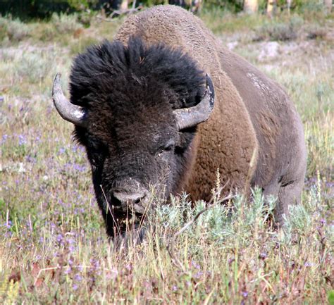 Controversial culling of bison herd in Yellowstone National Park now ...