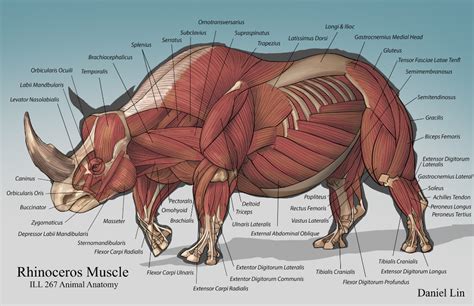 Rhino Anatomy Analysis, Daniel Lin (Tien Yu) | Anatomy, Animal skeletons, Animal drawings