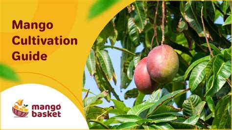 Mango Cultivation Guide for More Production