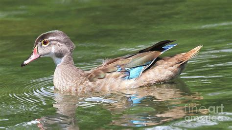 Juvenile Male Wood Duck Photograph by Ken Keener - Fine Art America