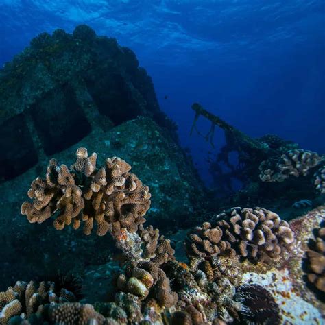 Scuba Diving Oahu: 5 Stunning Dive Sites Not To Miss Out On - DeeperBlue.com