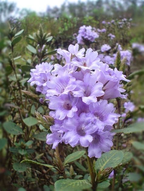 Neelakurinji 2006 | Purple flowers, Beautiful flowers, Plant identification