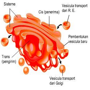 Pengertian Badan Golgi, Struktur, dan Fungsi Badan Golgi, Lengkap!