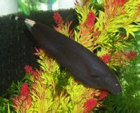 Stocking an Oddball Tank - The Free Freshwater and Saltwater Aquarium ...