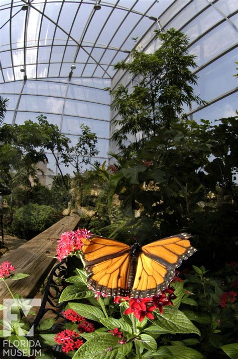 butterfly garden florida gainesville - Carolann Fanning