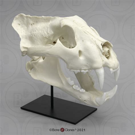 Siberian Tiger Skull, Male - Bone Clones - Osteological Reproductions