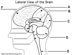 Quiz- Brain Anatomy