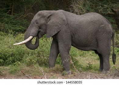 Elephant Feeding Stock Photo 144558035 | Shutterstock