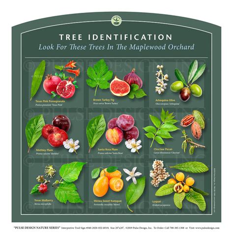 Identifying Trees By Their Fruit