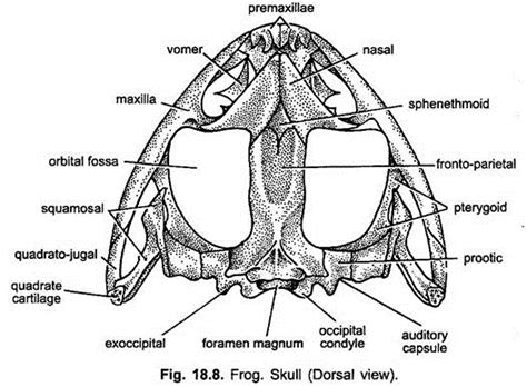 Endoskeleton of Indian Frog (With Diagram) | Chordata | Zoology