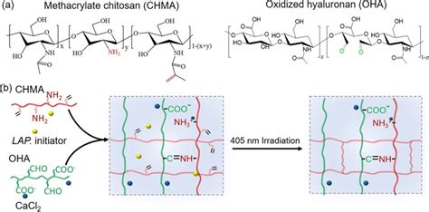 (a) Chemical structures of methacrylate chitosan (CHMA) and oxidized... | Download Scientific ...