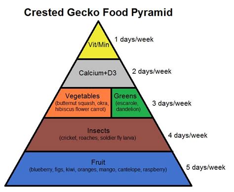 learn about crested gecko nutrition with this food pyramid! (With images) | Gecko food