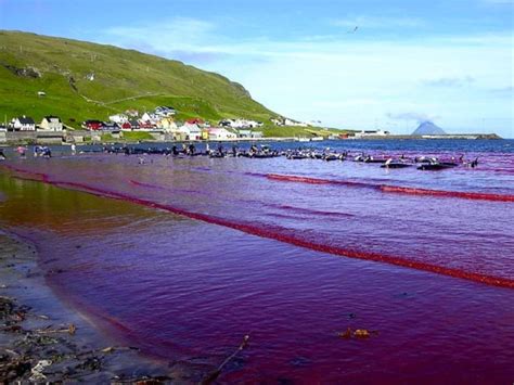 Sea turns red with blood after whale hunt in Faroe Islands - Coastal Care