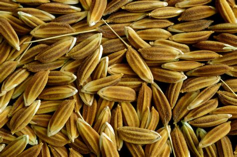 healthy and pure rice seeds | rice seed variety. Part of the… | Flickr