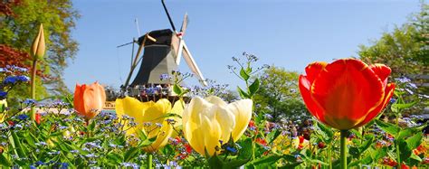 Tulip River Cruise and Tulip Tours of Amsterdam | Collette