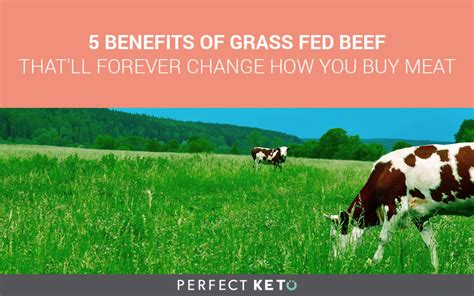 5 Benefits of Grass Fed Beef That’ll Forever Change How You Buy Meat