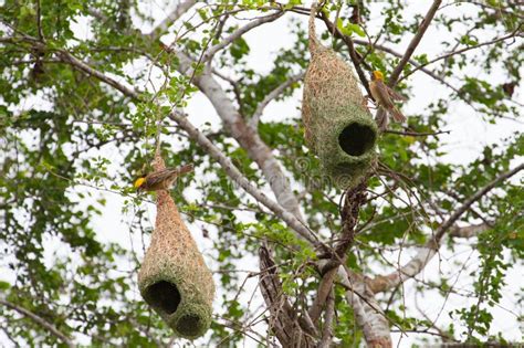 Weaver bird and nest stock photo. Image of beak, natural - 31083618