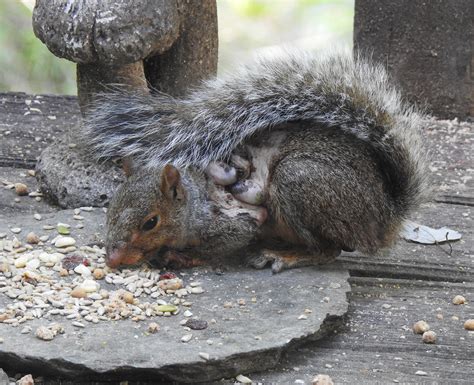 Maryland Biodiversity Project - Squirrel Bot Fly (Cuterebra emasculator)