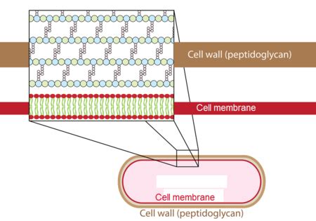 Peptidoglycan Overview, Function & Structure - Video & Lesson Transcript | Study.com