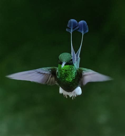 Booted Racket-tail Hummingbird Photograph by Thomas Kaestner - Fine Art ...