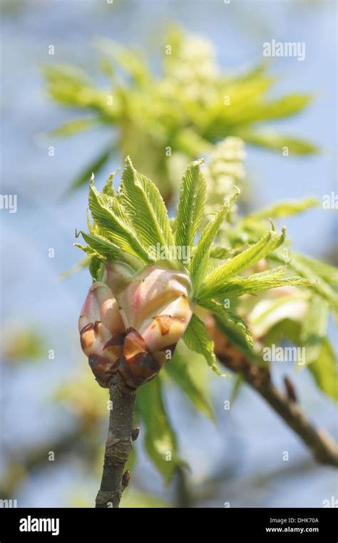 Yellow buckeye Stock Photo - Alamy