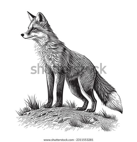 Fox Drawing: Over 80,562 Royalty-Free Licensable Stock Vectors & Vector ...