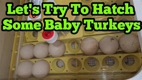 Turkey Eggs Are Ready To Go In The Incubator - YouTube