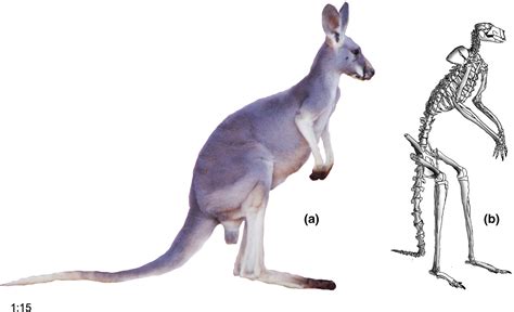 Kangaroo Muscle Anatomy