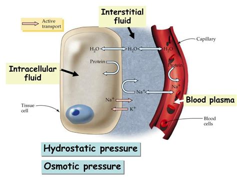 Extracellular Fluid