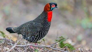 Western Tragopan EBird, 60% OFF | gbu-presnenskij.ru