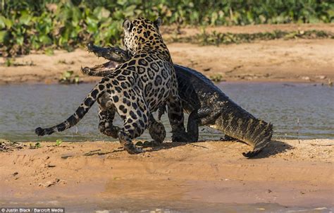 Jaguar hunts caiman (10 pics) | Amazing Creatures