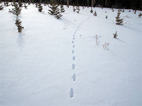 50+ Coyote Tracks In Snow Stock Photos, Pictures & Royalty-Free Images ...