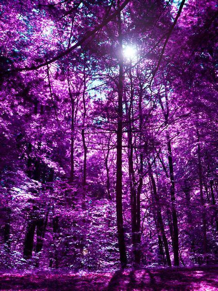 purple forest II | Purple aesthetic, Scenery, Scenery pictures