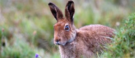 Wildlife in Ireland - Types of Irish Animals - A-Z Animals