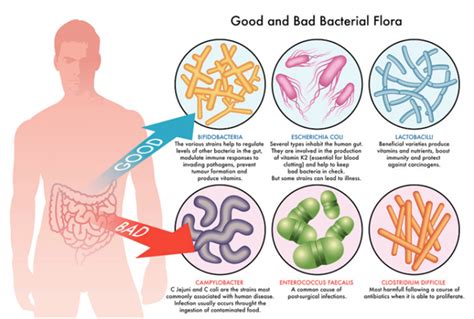 Diversity Archives | BIOM Probiotics | Microbiome Prebiotic