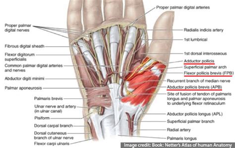 Thenar muscles- Surgical Anatomy of Hand